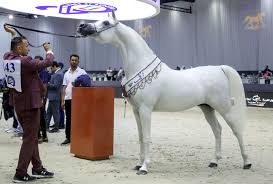 Dubai International Horse Fair 2025 | iDP Exhibition